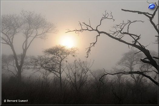 Kruger National Park, morning mist
