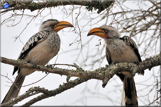 Kruger National Park, southern yellow-billed hornbills