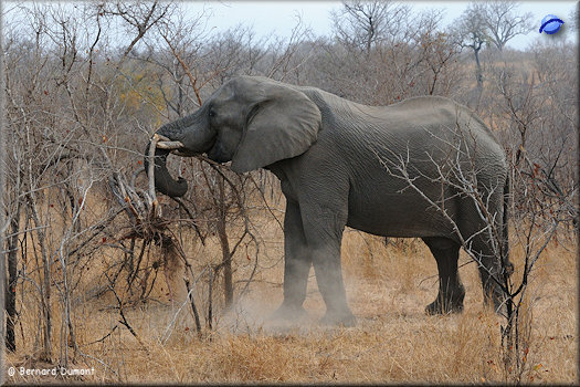 Kruger National Park, elephant