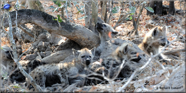 Kruger National Park, hyenas