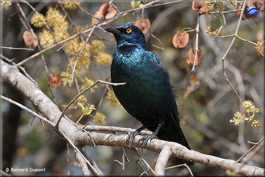 Kruger National Park, red-shouldered glossy-starling