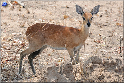 Kruger National Park, steenbok