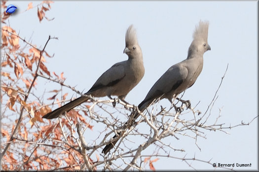 Kruger National Park, grey go-away-bird