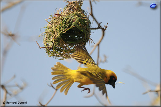 Kruger National Park, village weaver