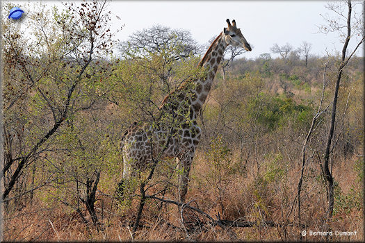 Kruger National Park, giraffe