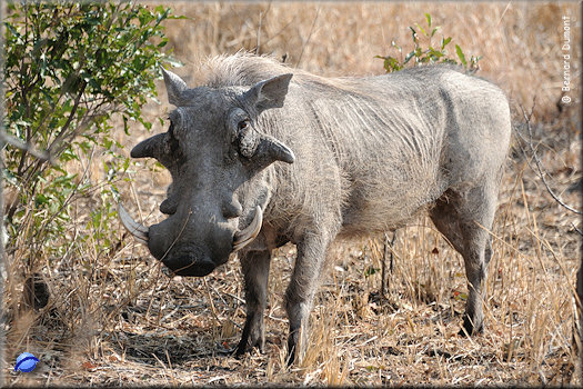 Kruger National Park, warthog