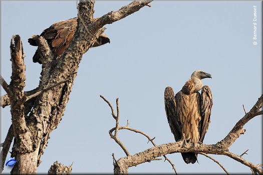 Kruger National Park, vultures