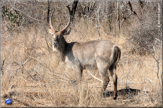 Kruger National Park, waterbuck