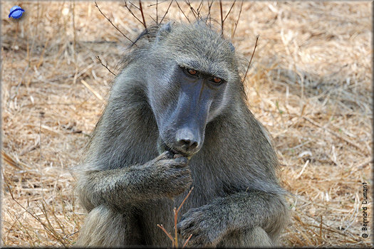 Kruger National Park, baboon