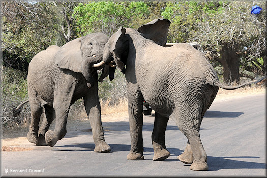 Kruger National Park, elephants