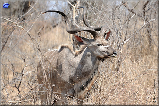 Kruger National Park, greater kudu