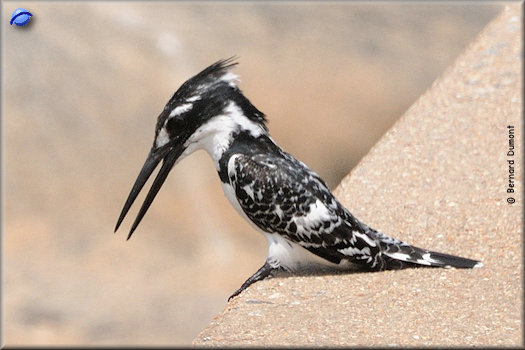 Kruger National Park, pied kingfisher