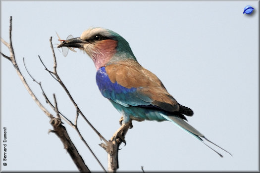 Kruger National Park, lilac-breasted roller