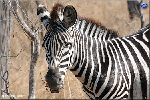 Kruger National Park, zebra