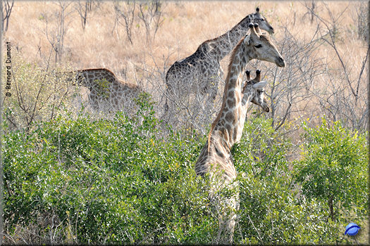 Kruger National Park, giraffes