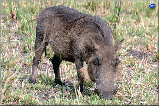 Hluhluwe-iMfolozi Park, warthog