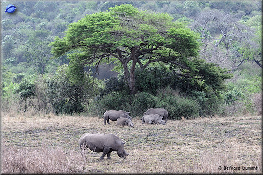 Hluhluwe-iMfolozi Park, white rhinoceros