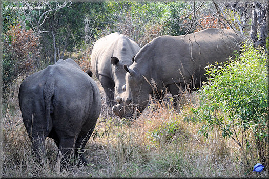 Hluhluwe-iMfolozi Park, white rhinoceros
