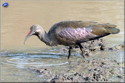 Hluhluwe-iMfolozi Park, hadada ibis