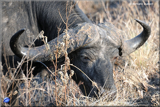 Hluhluwe-iMfolozi Park, buffalo