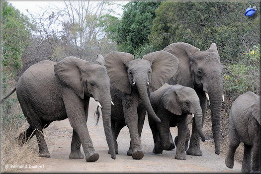 Hluhluwe-iMfolozi Park, elephants