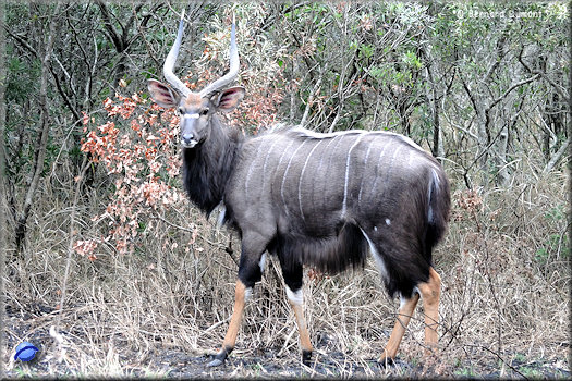 Hluhluwe-iMfolozi Park, nyala