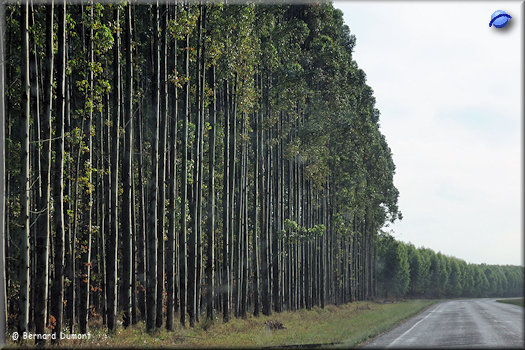 Eucalyptus plantations