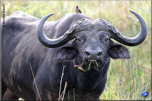 iSimangaliso Wetland Park, African buffalo and red-billed oxpeckers