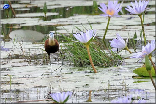 iSimangaliso Wetland Park, jacana