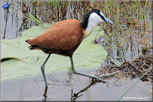 iSimangaliso Wetland Park, jacana