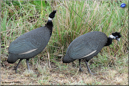 iSimangaliso Wetland Park, crested guinea fowls