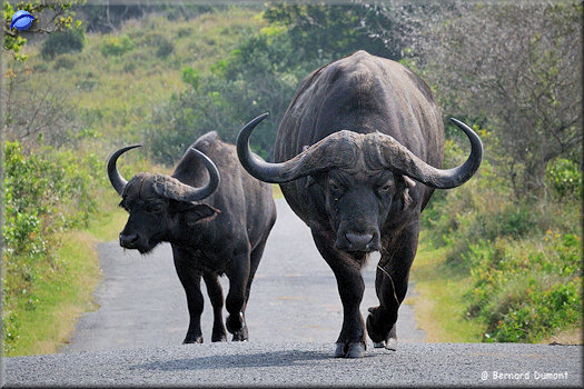 iSimangaliso Wetland Park, African buffalos