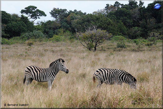 iSimangaliso Wetland Park, zebras