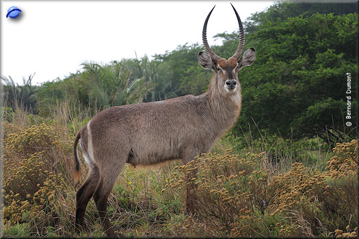 iSimangaliso Wetland Park, waterbuck