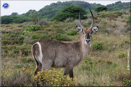 iSimangaliso Wetland Park, waterbuck