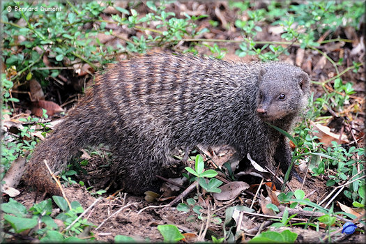 iSimangaliso Wetland Park, banded mongoose