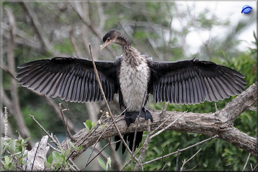 iSimangaliso Wetland Park, African darter