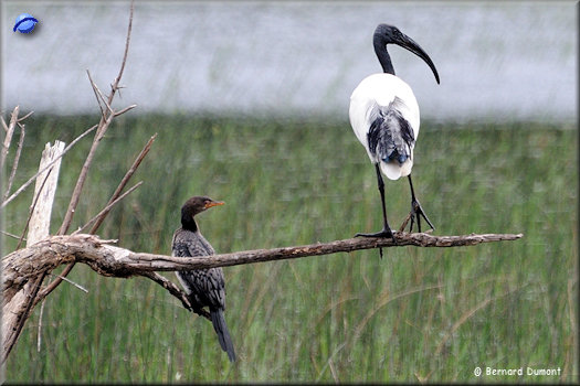 iSimangaliso Wetland Park, African sacred ibis (on the right side)