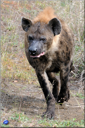 iSimangaliso Wetland Park, spotted hyenae