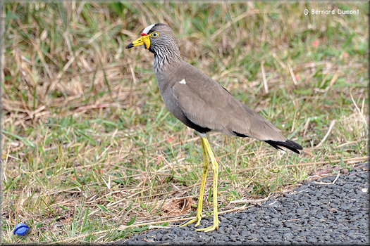 iSimangaliso Wetland Park, African wattled lapwing