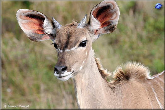 iSimangaliso Wetland Park, greater kudu