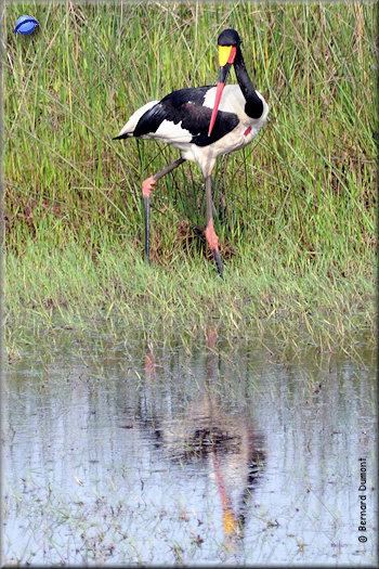 iSimangaliso Wetland Park, saddle-billed stork