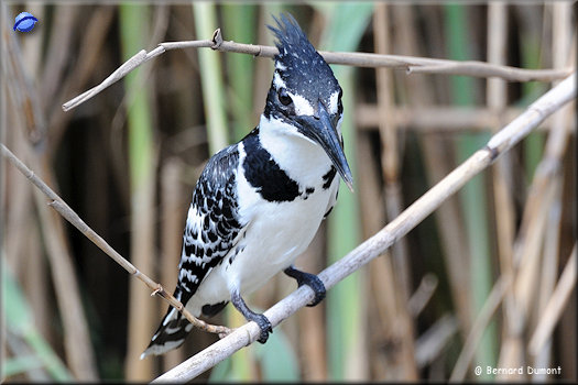 Lake St Lucia, pied kingfisher