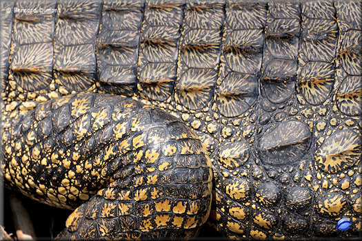 Lake St Lucia, crocodile