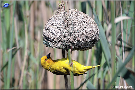 Lake St Lucia, eastern golden weaver