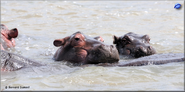 Lake St Lucia, hippopotamuses