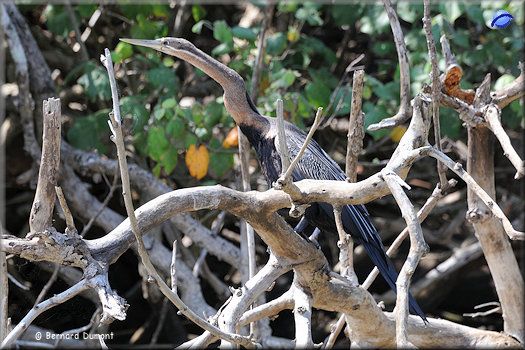 Lake St Lucia, African darter