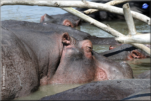 Lake St Lucia, hippopotamuses