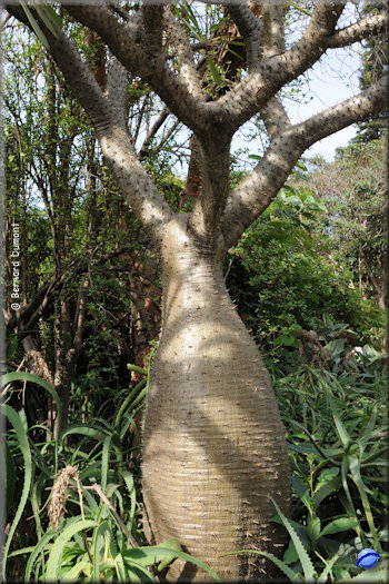 Durban, botanic gardens